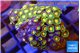 Zoanthus sunset kiwi 3-4 cm WYSIWYG acclimaté