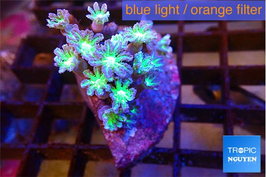 Clavularia papaya fire green 4-5 cm WYSIWYG acclimaté