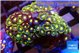 Zoanthus mixed colors 3-4 cm WYSIWYG acclimaté