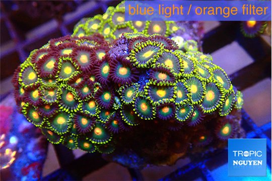 Zoanthus mixed colors 3-4 cm WYSIWYG acclimaté