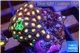 Zoanthus & Palythoa green 2-3 cm WYSIWYG acclimaté