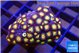 Zoanthus sunset kiwi 2-3 cm WYSIWYG acclimaté