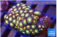 Zoanthus sunset kiwi 2-3 cm WYSIWYG acclimaté