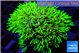 Pachyclavularia full neon green 3-4 cm WYSIWYG acclimaté
