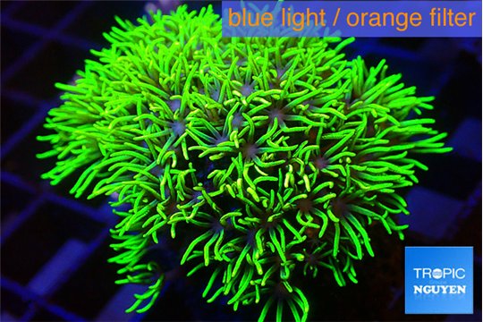 Pachyclavularia full neon green 3-4 cm WYSIWYG acclimaté