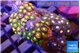 Zoanthus mixed colors 3-4 cm WYSIWYG acclimaté