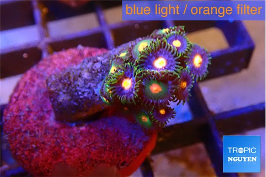 Zoanthus purple 1-2 cm WYSIWYG acclimaté