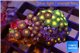 Zoanthus mixed colors 3-4 cm WYSIWYG acclimaté