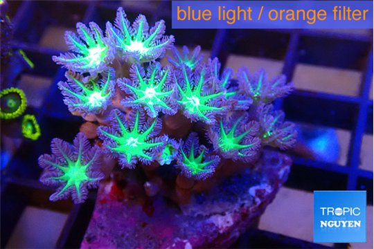 Clavularia papaya fire green 4-5 cm WYSIWYG acclimaté