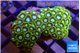 Zoanthus green gorilla 3-4 cm WYSIWYG acclimaté