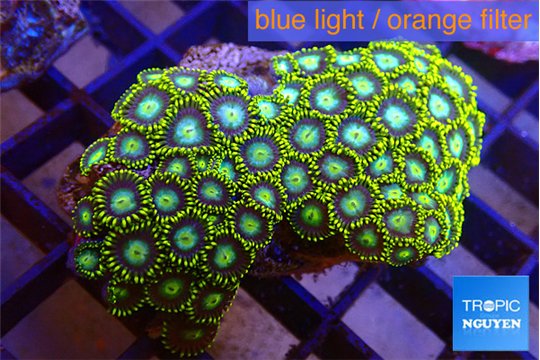 Zoanthus green gorilla 3-4 cm WYSIWYG acclimaté