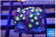 Zoanthus sunset kiwi 2-3 cm WYSIWYG acclimaté