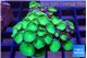 Palythoa neon green 4-5 cm WYSIWYG acclimaté