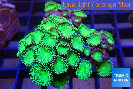 Palythoa neon green 4-5 cm WYSIWYG acclimaté