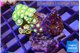 Zoanthus mixed colors 3-4 cm WYSIWYG acclimaté