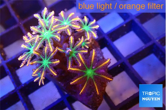 Clavularia papaya fire works 3-5 cm WYSIWYG acclimaté