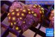 Zoanthus orange 2-3 cm WYSIWYG acclimaté