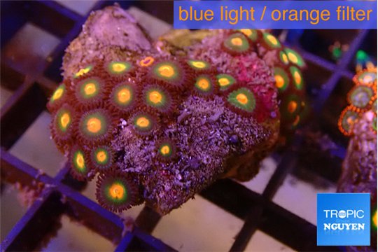 Zoanthus orange 2-3 cm WYSIWYG acclimaté
