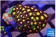 Zoanthus mixed colors 2-4 cm WYSIWYG acclimaté