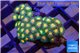 Zoanthus sunset 2-3 cm WYSIWYG acclimaté