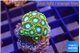 Zoanthus green blue magician 2 cm WYSIWYG acclimaté