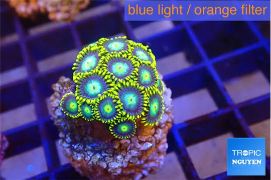 Zoanthus green blue magician 2 cm WYSIWYG acclimaté