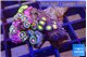 Zoanthus rainbow 2-3 cm WYSIWYG acclimaté