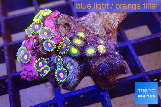 Zoanthus rainbow 2-3 cm WYSIWYG acclimaté