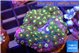 Zoanthus sunset 3-4 cm WYSIWYG acclimaté