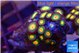 Zoanthus sunset kiwi 2-3 cm WYSIWYG acclimaté