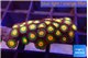 Zoanthus sunset kiwi 2-3 cm WYSIWYG acclimaté