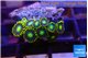 Zoanthus green 2-3 cm WYSIWYG acclimaté