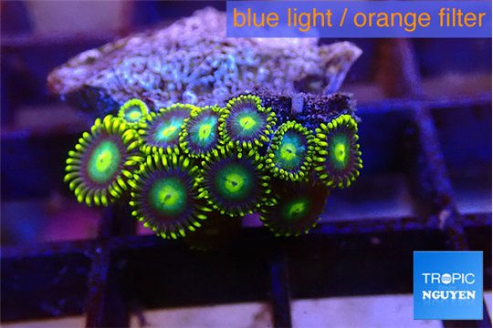 Zoanthus green 2-3 cm WYSIWYG acclimaté