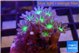 Clavularia papaya fire purple 3-5 cm WYSIWYG acclimaté