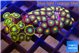 Zoanthus mixed colors 3-4 cm WYSIWYG acclimaté