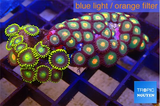 Zoanthus mixed colors 3-4 cm WYSIWYG acclimaté