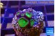 Palythoa green 2 cm WYSIWYG acclimaté