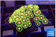 Zoanthus fire gold 2-3 cm WYSIWYG acclimaté