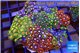 Zoanthus garden mixed color permium 8-12 cm WYSIWYG acclimaté