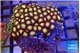Zoanthus orange 8-12 cm WYSIWYG acclimaté