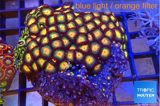 Zoanthus orange 8-12 cm WYSIWYG acclimaté