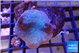 Sarcophyton long polyps 5-8 cm WYSIWYG acclimaté