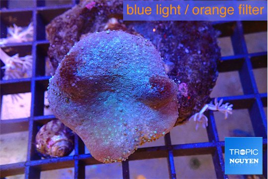 Sarcophyton long polyps 5-8 cm WYSIWYG acclimaté