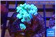 Capnella green 7-11 cm WYSIWYG acclimaté