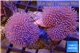 Sarcophyton multi body long white tips polyps 7-12 cm WYSIWYG acclimaté