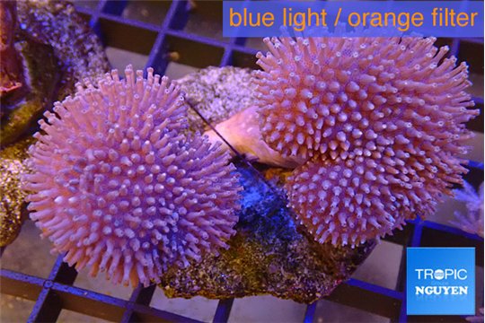 Sarcophyton multi body long white tips polyps 7-12 cm WYSIWYG acclimaté