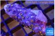 Zoanthus orange purple 3-5 cm WYSIWYG acclimaté