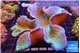 Sarcophyton greeny long polyps 8-14 cm WYSIWYG acclimaté