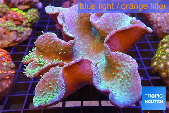 Sarcophyton greeny long polyps 8-14 cm WYSIWYG acclimaté
