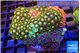 Zoanthus garden mixed color permium 8-12 cm WYSIWYG acclimaté
